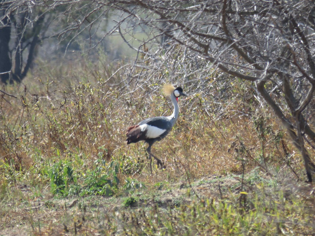 Grey Crowned Crane Adult