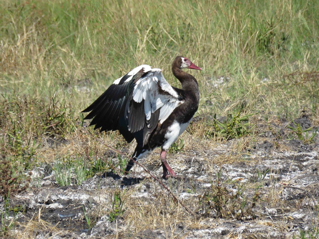 Spur-winged Goose Adult