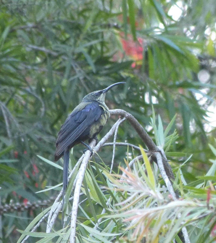 Tacazze Sunbird, non-breeding plumage