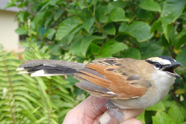 Black-crowned Tchagra finishing wing moult