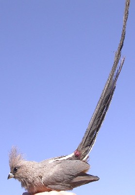 White-backed Mousebird