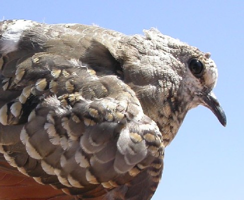 Young Namaqua Dove