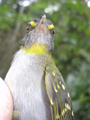 Yellow-throated Nicator 