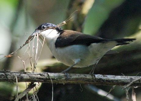White-breasted Negrofinch