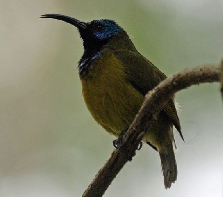 Cameroon Sunbird
