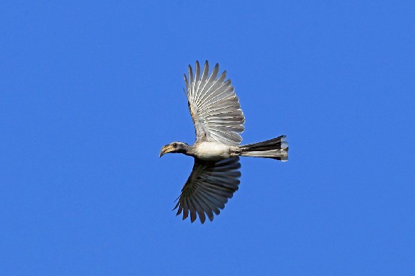 Pale-billed Hornbill