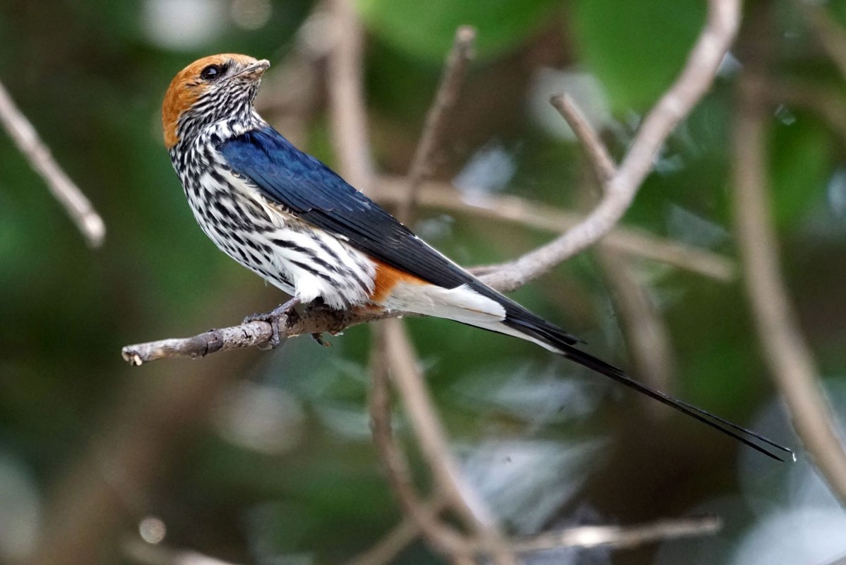 Lesser-striped Swallow
