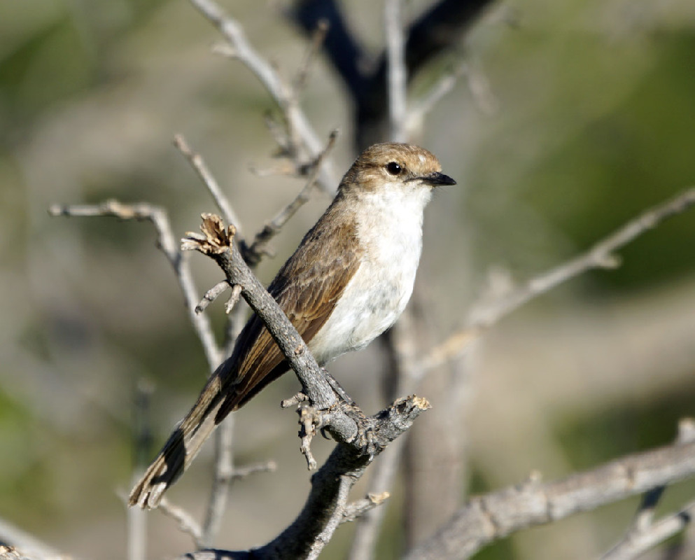 Common in Namibia
