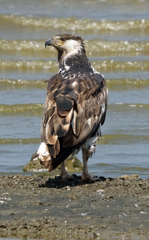 Immature Fish Eagle
