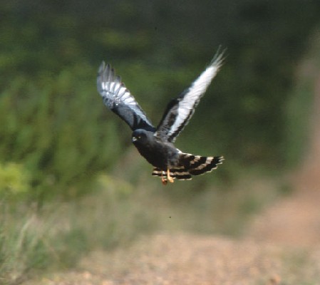 Black Harrier