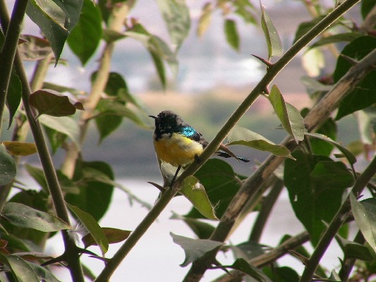 Nile Valley Sunbird