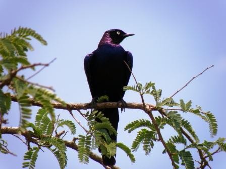 Ruppell's Starling , Abyei ( Sudan )