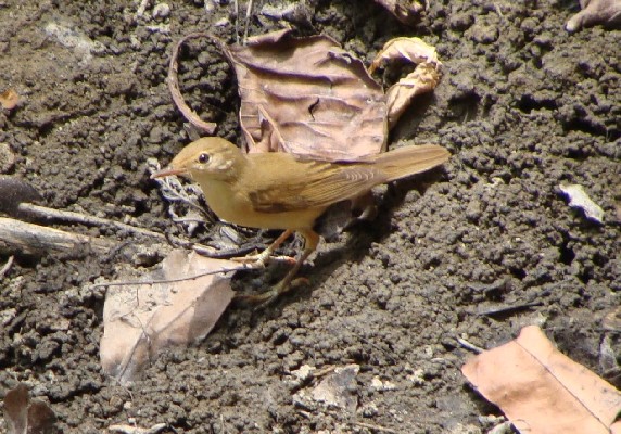 Marsh Warbler, Filfil, Eritrea