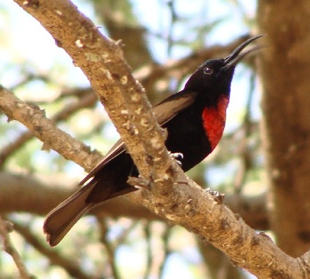 Male Scarlet-chested Sunbird displaying