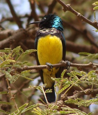 Variable Sunbird (fazoqlensis), Abi Girat, Eritrea