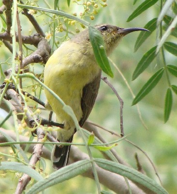 Variable Sunbird, subspecies fazoqlensis