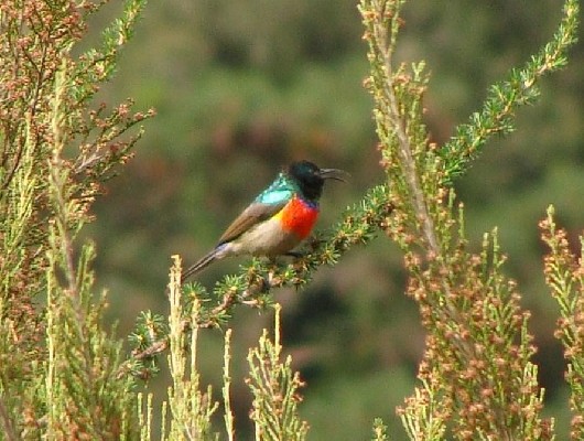 Rwenzori Double-collared Sunbird, Nyungwe, Rwanda
