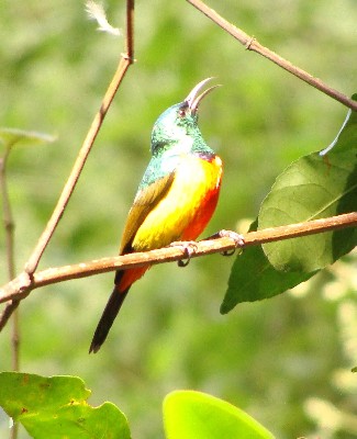 Regal Sunbird Male