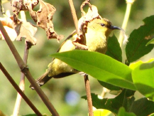 Regal Sunbird female