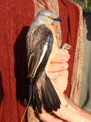 Babbling Starling in hand
