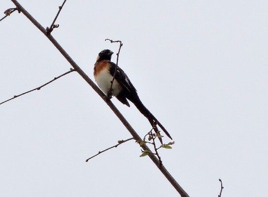 Eastern / Long-tailed Paradise Whydah male coming into breeding plumage