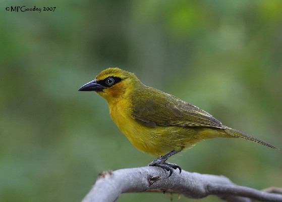 Olive-naped Weaver