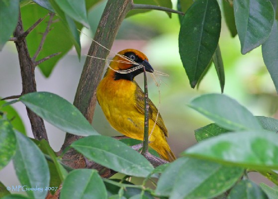 Olive-naped Weaver