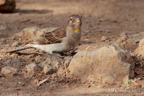 Yellow-spotted Petronia