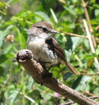 Reunion Stonechat