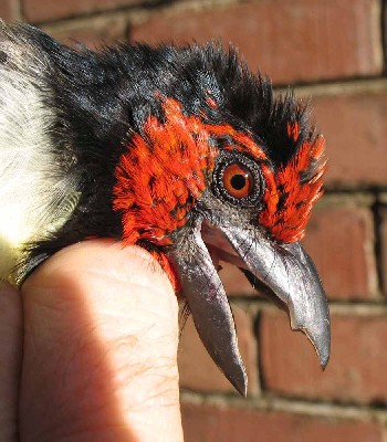 Black-collared Barbet