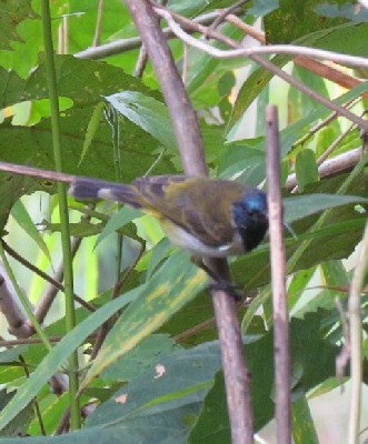 Reichenbach's sunbird adult male