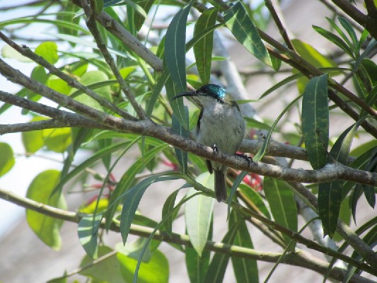 Green-headed Sunbird on branch