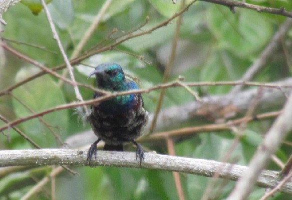Young Purple-banded Sunbird moulting into the adult feathers
