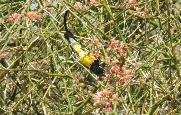 Nile Valley Sunbird feeding, seen underneath