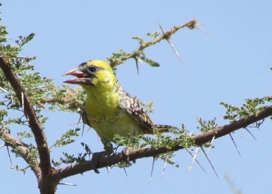 Yellow-breasted Barbet in branches, observing