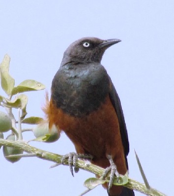 Chestnut-bellied Starling perched