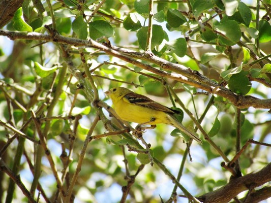 Sudan Golden Sparrow in branches