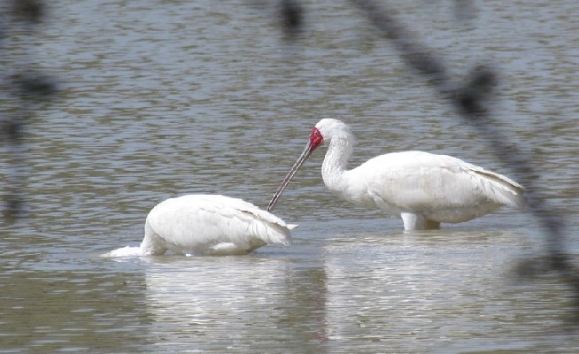 African Spoonbill, feeding time