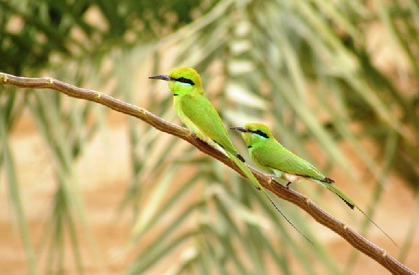 African Green Bee-eaters hunting