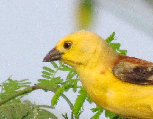 Sudan Golden Sparrow close-up
