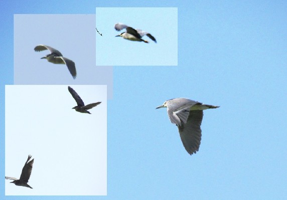 adults, flight sequences