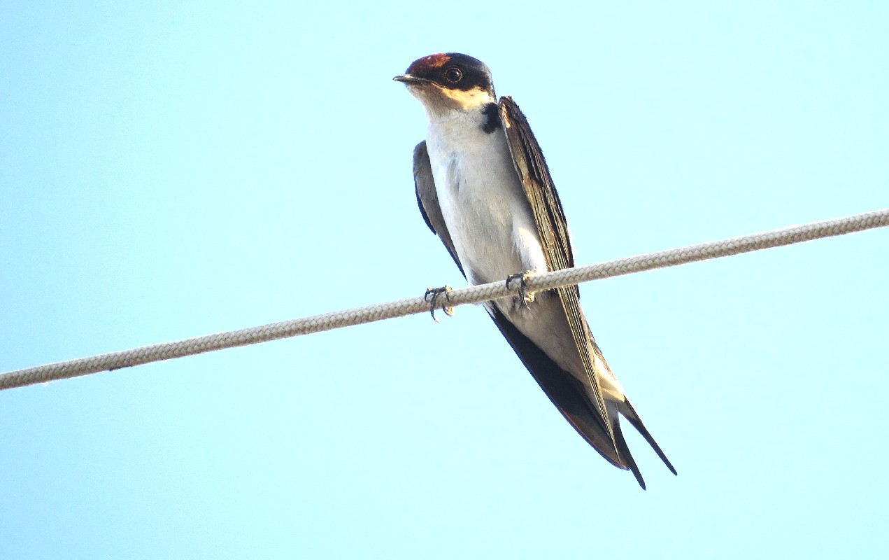 Ethiopian Swallow 