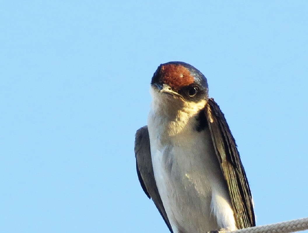 Ethiopian Swallow - portrait 