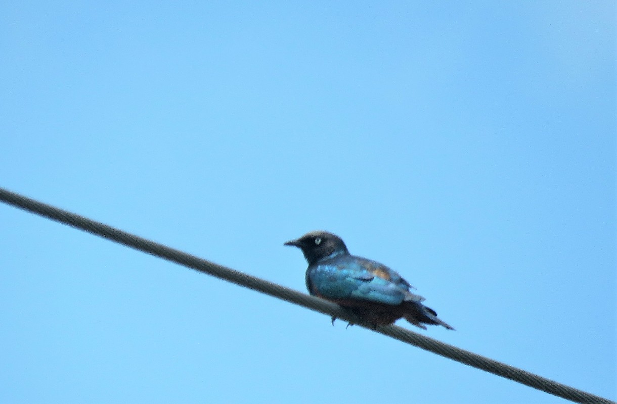Perched on a wire