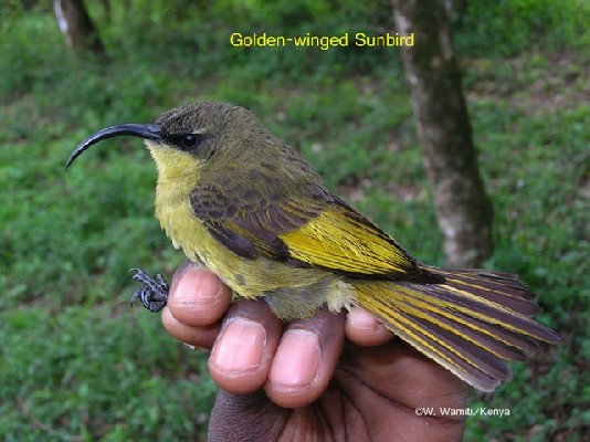 Golden-winged Sunbird
