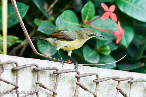 Olive-bellied Sunbird