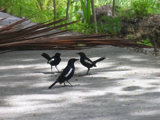 Two adults and one juvenile Seychelles magpie-robin