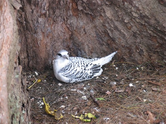 White-tailed tropicbird juvenile still in the nest