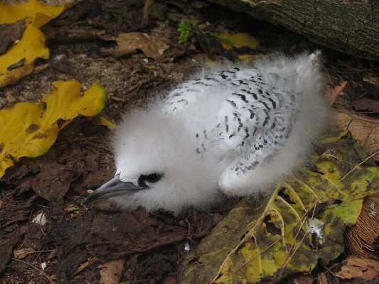 White-tailed tropicbird chick