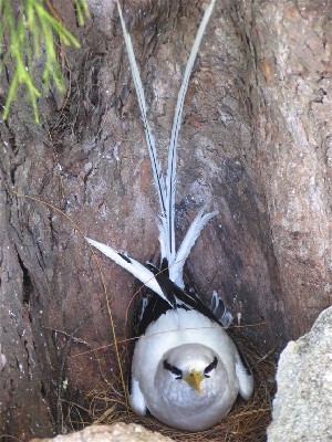 White-tailed tropicbird on nest